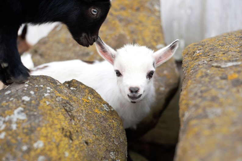 May include: A black goat with white markings on its face is sniffing a white baby goat with brown eyes. The goats are standing on a rocky surface.