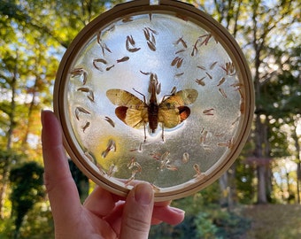 Frosted Resin Lanternfly Sun catcher