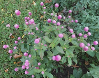 pink50 Gomphrena Globosa Globe Amaranth seeds * organically grown * FREE S/H