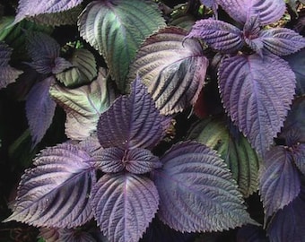 150 Purple Shiso Seeds Perilla Beefsteak Plant organically grown