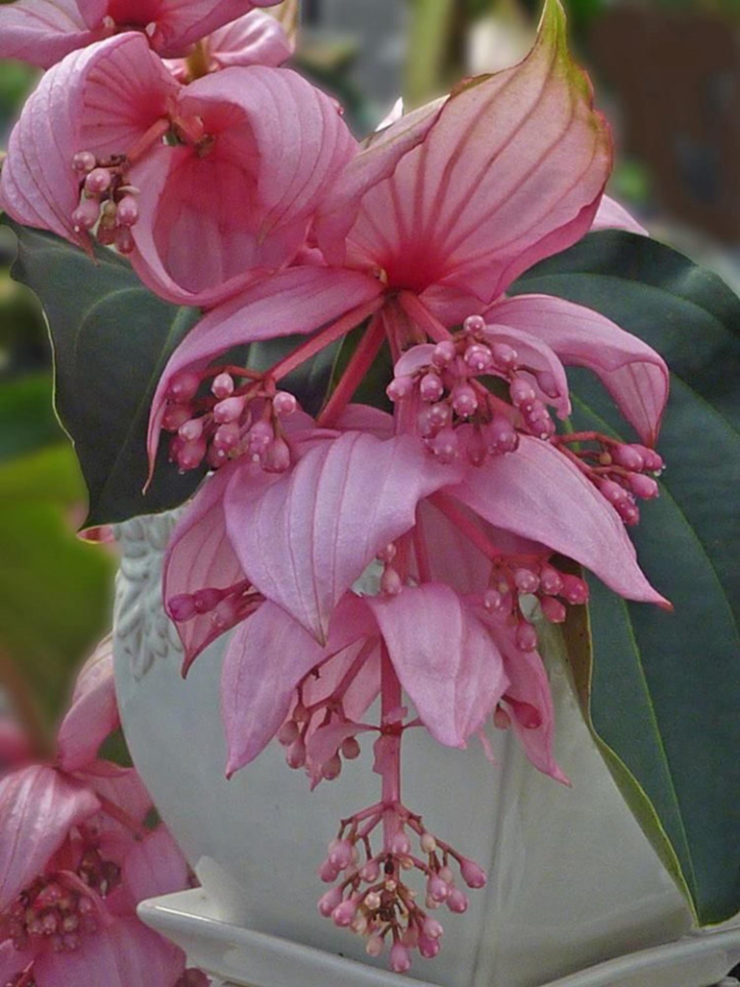 Medinilla magnifica - Etsy 日本