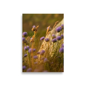 Könnte beinhalten: Ein lebendiger Druck mit einem Feld aus lila Blumen und hohem Gras, das in warmem Sonnenlicht gebadet ist. Das Bild fängt die zarten Details der Blüten und die Texturen der Pflanzen ein und schafft eine ruhige und natürliche Szene. Das Kunstwerk weckt ein Gefühl der Ruhe.