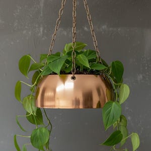 May include: A polished copper hanging planter with a smooth, hemispherical bowl shape. The planter is suspended by three thin metal chains attached to the rim. A lush green trailing plant with heart-shaped leaves grows from the copper container.
