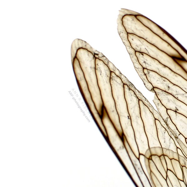 Cicada Wings #4, Cicada Photography, Cicada Art, Minimalist Art, Metallic Print, Fine Art, Nature Photography, Canvas, Framed, FREE SHIPPING