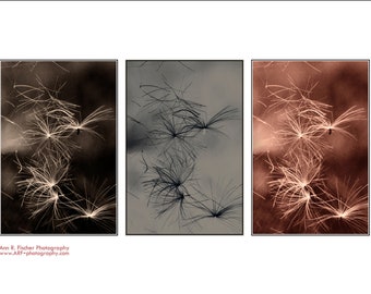 Wispy Seeds Photo, Triple Set, All 3 Colors, NO mat or frame, Nature Photography, Fine Art Photography, FREE SHIPPING