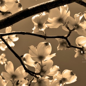 Dogwood Blossom Photo, Spring Tree Blossoms, Elegant Sepia Photo, Framed Nature Photography, Dogwood Flowers, Canvas, FREE SHIPPING image 1