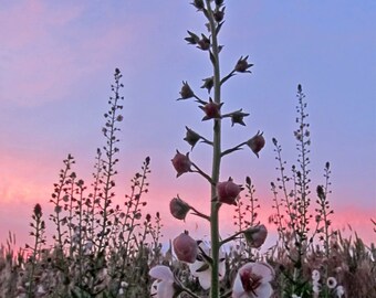 Sunset Wildflower Photo, Moth Mullein, Nature, Floral, Pink and Blue at Dusk, Farm Weeds, Canvas, Framed, FREE SHIPPING