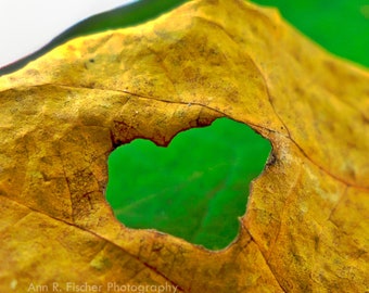 Heart in Leaf Photo, Yellow & Green Nature Photography, Fine Art, Valentine Gift, Yellow Decor, Framed, Canvas, FREE SHIPPING
