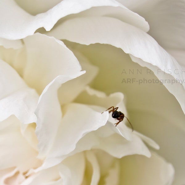 White Flower Photo with Ant, Peony Flower Photography, Nature Photography, Fine Art, Canvas, Framed FREE SHIPPING