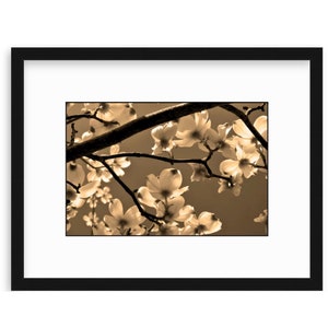 Dogwood Blossom Photo, Spring Tree Blossoms, Elegant Sepia Photo, Framed Nature Photography, Dogwood Flowers, Canvas, FREE SHIPPING image 2