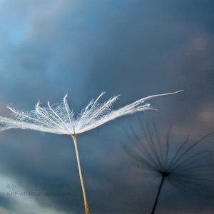 Dandelion Seed Photo, Reflection with Sunset Sky, Fine Art, Nature, Miksang Contemplative, Reflection, Blue, Canvas, Framed, FREE SHIPPING image 1