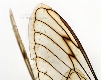 Cicada Wings #1, Fine Art Photography, Nature, Insect Wings Photo, Elegant White Decor, Canvas, Framed, FREE SHIPPING