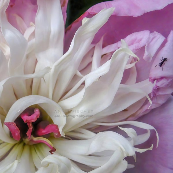 Pink Flower Photo with Ant, Peony Flower Photography, Nature Photography, Fine Art, Canvas, Framed, FREE SHIPPING