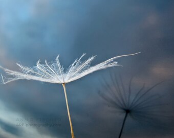 Dandelion Seed Photo, Reflection with Sunset Sky, Fine Art, Nature, Miksang Contemplative, Reflection, Blue, Canvas, Framed, FREE SHIPPING