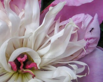 Pink Flower Photo with Ant, Peony Flower Photography, Nature Photography, Fine Art, Canvas, Framed, FREE SHIPPING