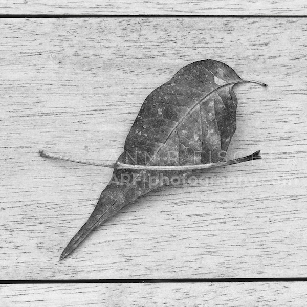 Bird of Leaf and Twig Abstract, Black and White, Zen, Japanese, Miksang, Wabi Sabi, Nature, Minimalist, Framed, Canvas, FREE SHIPPING