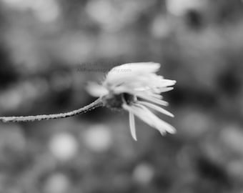 Wildflower Photo, Black and White, Windy Flower Photo, Wabi Sabi, Fine Art Photography, Nature Photography, FREE SHIPPING