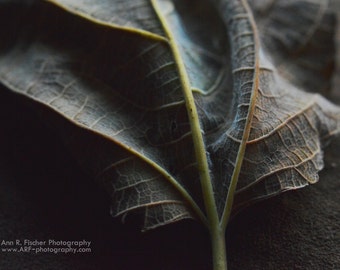 Autumn Leaf Photo, Velvet Leaf, Luxurious Leaf Photo Print, Nature Photo, Framed or Unframed, Canvas, FREE SHIPPING
