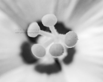 Hibiscus Flower Abstract, Black and White, Macro Flower Blossom Art, Fine Art, Miksang, Nature, Minimalist, Framed, Canvas, FREE SHIPPING