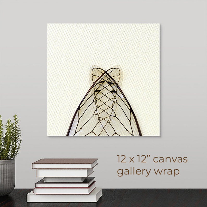 Cicada Wings 3, Gothic Arch, Fine Art Photography Print, Insect Photography, Framed or Unframed, FREE SHIPPING image 7
