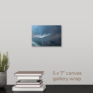 Dandelion Seed Photo, Reflection with Sunset Sky, Fine Art, Nature, Miksang Contemplative, Reflection, Blue, Canvas, Framed, FREE SHIPPING 5x7" CANVAS WRAP