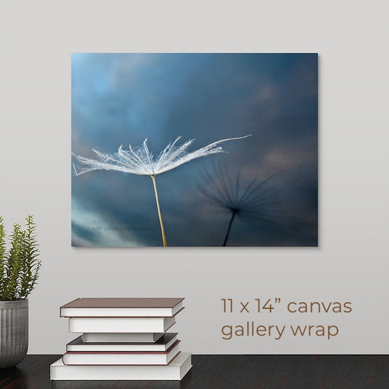 Dandelion Seed Photo, Reflection with Sunset Sky, Fine Art, Nature, Miksang Contemplative, Reflection, Blue, Canvas, Framed, FREE SHIPPING 11x14 CANVAS WRAP