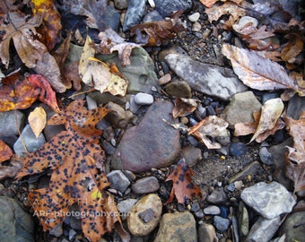 Autumn Creek Bed Collage, Rocks and Leaves, Fine Art Photography, Fall Autumn Nature Photo, Framed or Unframed, Canvas, FREE SHIPPING