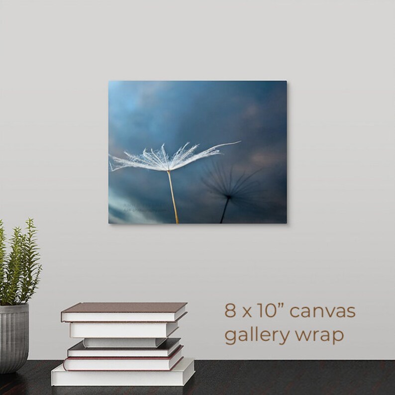 Dandelion Seed Photo, Reflection with Sunset Sky, Fine Art, Nature, Miksang Contemplative, Reflection, Blue, Canvas, Framed, FREE SHIPPING 8x10" CANVAS WRAP