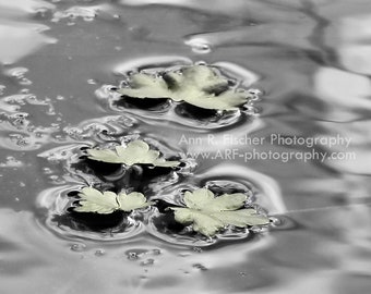 Silvery Leaves on Water Photo, Nature Photography, Peaceful Lake Photo, Framed, Canvas, FREE SHIPPING