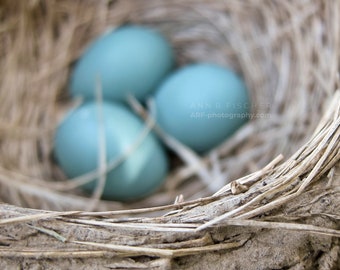 Blue Eggs in Robin's Nest Photo, Fine Art Photography, Nature Photo, Spring Decor, Easter Decor, Easter Gift, Canvas, Framed, FREE SHIPPING