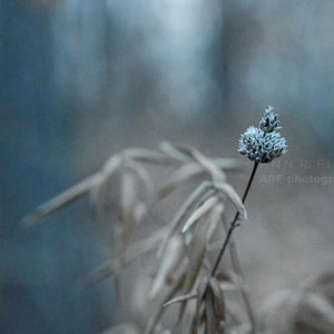 Turquoise Nature Photography, Wildflower Seed Pod in Forest Along Lake, Lakeside Weed, Fine Art, Nature Art, Framed, Canvas, FREE SHIPPING image 1