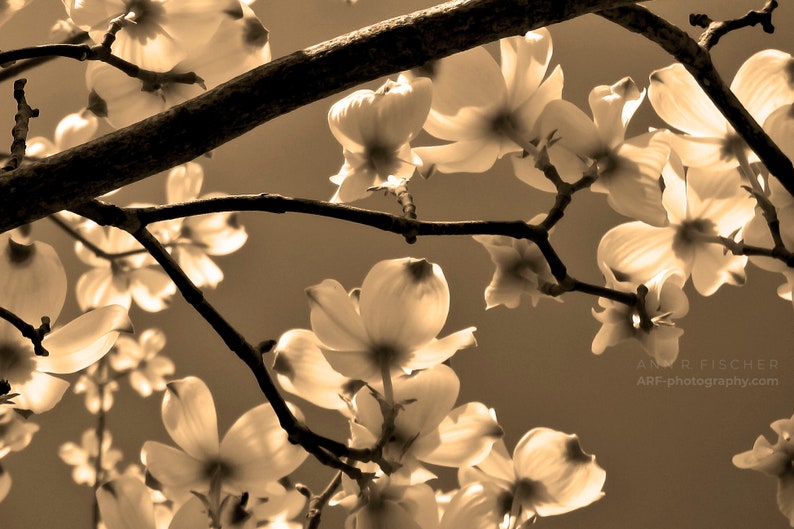 Dogwood Blossom Photo, Spring Tree Blossoms, Elegant Sepia Photo, Framed Nature Photography, Dogwood Flowers, Canvas, FREE SHIPPING image 1