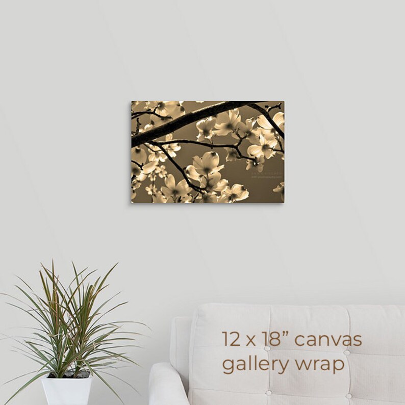 Dogwood Blossom Photo, Spring Tree Blossoms, Elegant Sepia Photo, Framed Nature Photography, Dogwood Flowers, Canvas, FREE SHIPPING 12x18" CANVAS WRAP