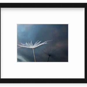 Dandelion Seed Photo, Reflection with Sunset Sky, Fine Art, Nature, Miksang Contemplative, Reflection, Blue, Canvas, Framed, FREE SHIPPING image 2