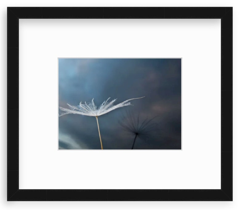 Dandelion Seed Photo, Reflection with Sunset Sky, Fine Art, Nature, Miksang Contemplative, Reflection, Blue, Canvas, Framed, FREE SHIPPING image 2