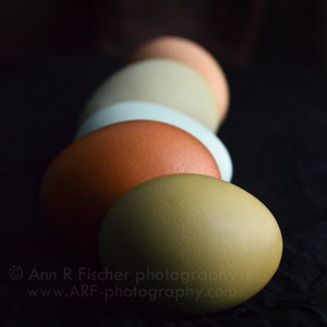 Colorful Eggs in Shadow Photo, Nature Photography, Easter Fine Art Print, Still Life, Easter Gift, Egg Photo, Framed, Canvas, FREE SHIPPING image 1