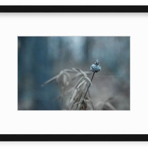 Turquoise Nature Photography, Wildflower Seed Pod in Forest Along Lake, Lakeside Weed, Fine Art, Nature Art, Framed, Canvas, FREE SHIPPING image 2