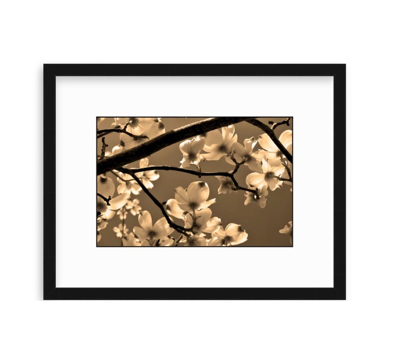 Dogwood Blossom Photo, Spring Tree Blossoms, Elegant Sepia Photo, Framed Nature Photography, Dogwood Flowers, Canvas, FREE SHIPPING image 2