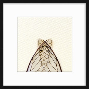 Cicada Wings 3, Gothic Arch, Fine Art Photography Print, Insect Photography, Framed or Unframed, FREE SHIPPING image 2