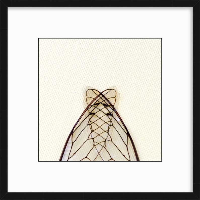 Cicada Wings 3, Gothic Arch, Fine Art Photography Print, Insect Photography, Framed or Unframed, FREE SHIPPING image 2