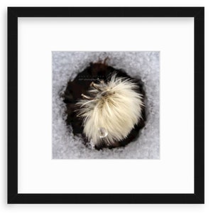 Dandelion Photo, Winter Dandelion in Melting Snow, Dr. Seuss, Fine Art Photography, Nature Photo, Spring Decor, FREE SHIPPING image 7