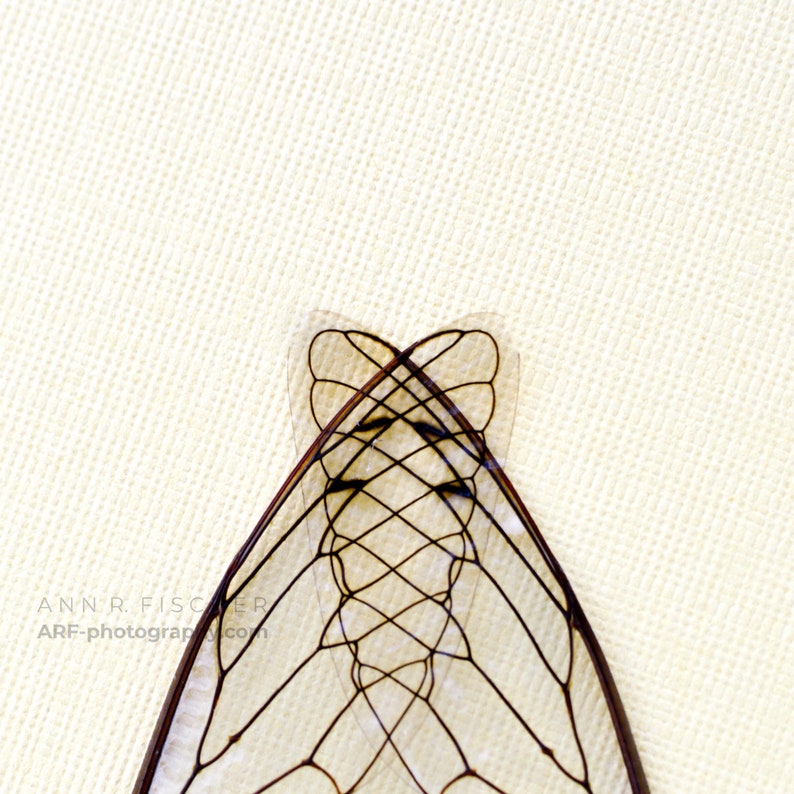 Cicada Wings 3, Gothic Arch, Fine Art Photography Print, Insect Photography, Framed or Unframed, FREE SHIPPING image 1