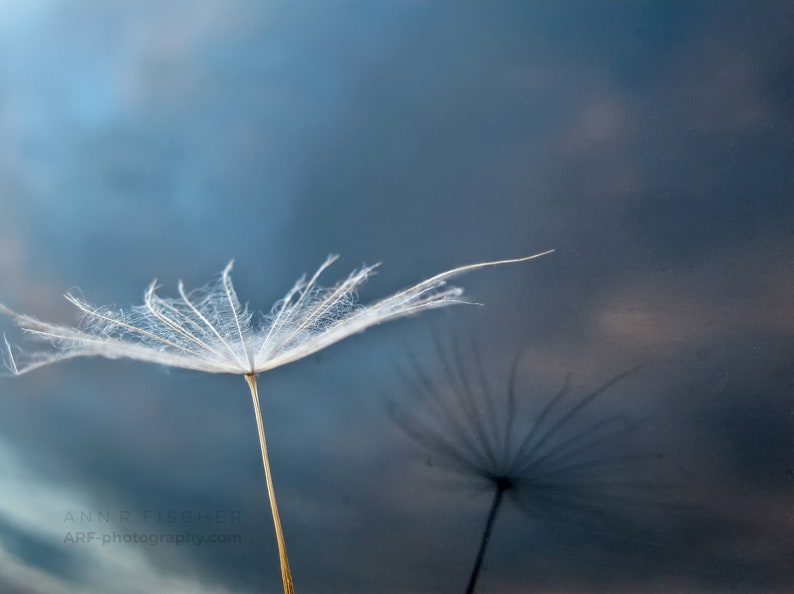 Dandelion Seed Photo, Reflection with Sunset Sky, Fine Art, Nature, Miksang Contemplative, Reflection, Blue, Canvas, Framed, FREE SHIPPING image 1