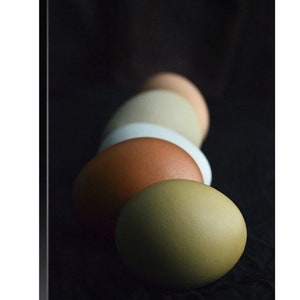 Colorful Eggs in Shadow Photo, Nature Photography, Easter Fine Art Print, Still Life, Easter Gift, Egg Photo, Framed, Canvas, FREE SHIPPING image 3