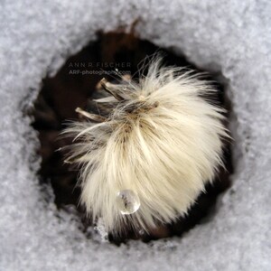 Dandelion Photo, Winter Dandelion in Melting Snow, Dr. Seuss, Fine Art Photography, Nature Photo, Spring Decor, FREE SHIPPING image 1