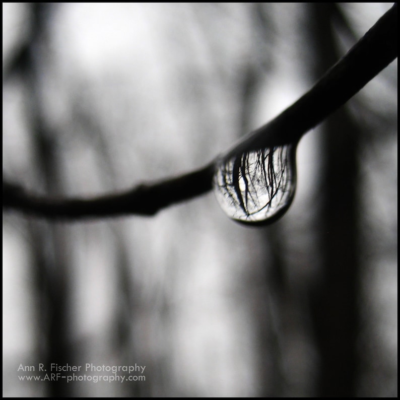 Forest Reflection in Raindrop Photo, Black & White, Miksang, Minimalist, Fine Art Photography, Nature, Water, Framed, Canvas, FREE SHIPPING imagem 1