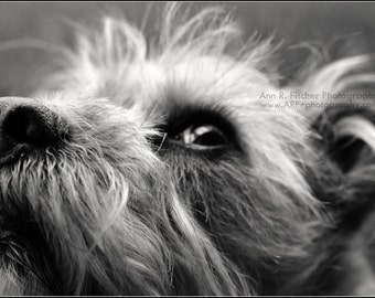 Dog Photo, Black and White, Looking Up, Fine Art, What Will Become of Me?, Fun Photography, Children's Room, Canvas, Framed, FREE SHIPPING