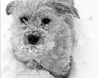 Dog in Snow Photo, Happy Dog in Winter, Black and White, Animal Photography, Winter Decor, Norfolk Terrier, Canvas, Framed, FREE SHIPPING