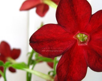 Red Flower Photo, Nature Photography, Crimson Nicotiana Tobacco Flower Blossom Photo, Scarlet Flower, Framed, Canvas, FREE SHIPPING