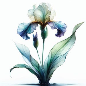 Könnte beinhalten: Detaillierte Illustration einer Irisblüte vor weißem Hintergrund. Die Blume hat große, zerzauste Blütenblätter in Blau-, Lila- und Grüntönen. Die Blätter sind lang und schlank, mit einem durchscheinenden Aussehen. Der Gesamteffekt ist zart und ätherisch.